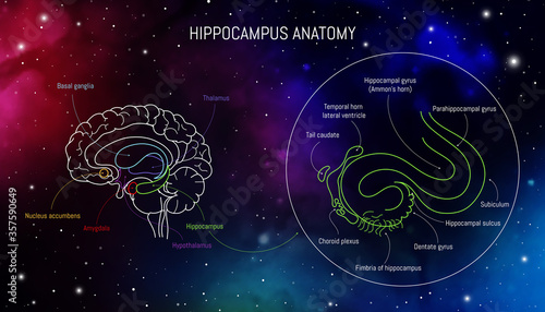 Hippocampus anatomy and structure. Neuroscience infographic on space background. Human brain lobes and sections illustration. Neurobiology scientific futuristic medical vector in front of outer space photo