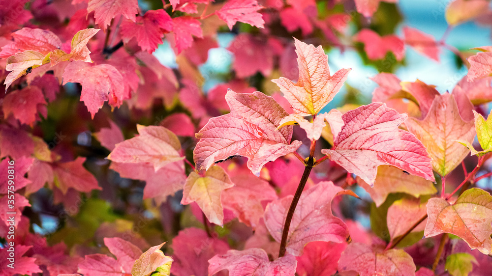 Red leaves of viburnum on the bush in autumn Red leaves of viburnum on the bush in autumn