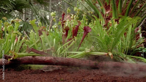 carnivorous buttercup plants at morning fog in the jungle photo