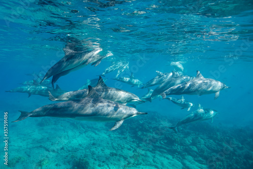 Hawaiian spinner dolphins off the Kona coast, Big Island, Hawaii. © wildestanimal