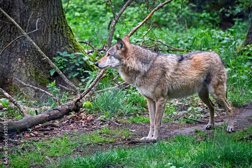 Fototapeta Naklejka Na Ścianę i Meble -  Europäischer Wolf ( Canis lupus ).