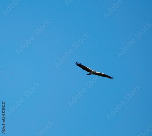 buzzard in flight