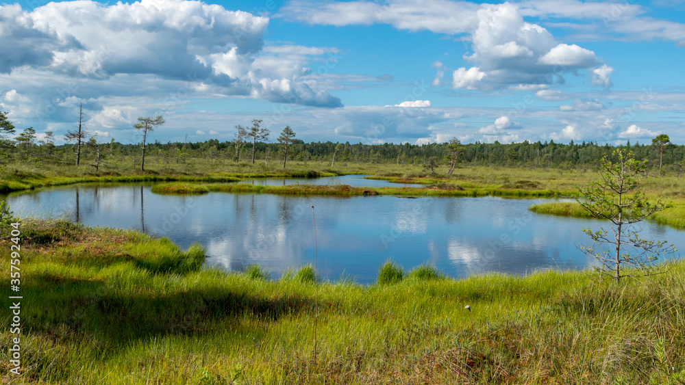 beautiful summer bog landscape with lake, moss, bog pines and birches, peat bog flora