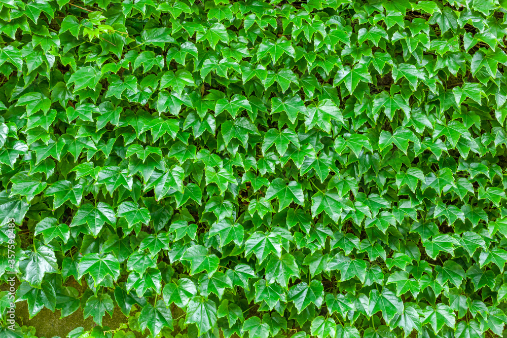 生い茂った蔦の葉(5月) 生い茂った蔦の葉(5月)