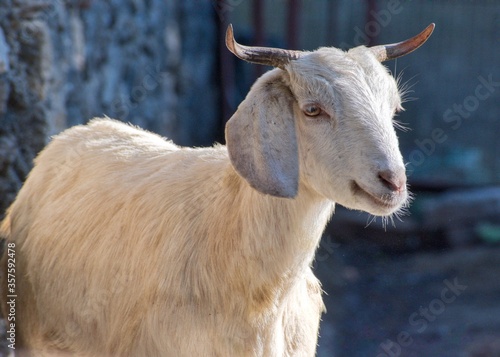 close up portrait of a white goat