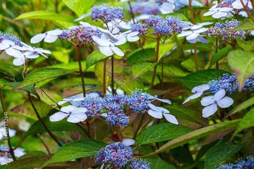 Hydrangea Bluebird (Нortensia Serrata) with its unusual and amazing blue flowers.