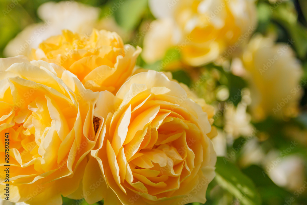 Bright large flowers of a yellow peony rose Bright large flowers of a yellow peony rose