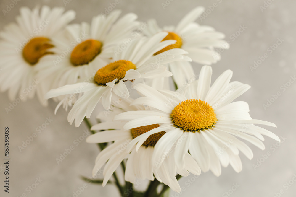 Obraz premium Bouquet of daisy flowers on a gray background.
