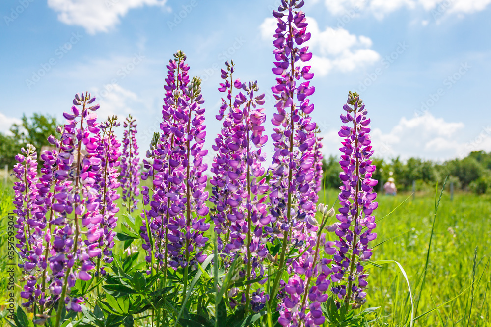 Obraz premium Lupine field in countryside on a sunny day.