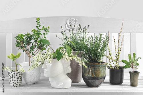 Rosemary, Lavender, blooming Hagberry and Larix branches in ceramic pots. photo