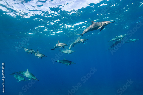 Hawaiian spinner dolphins off the Kona coast  Big Island  Hawaii.