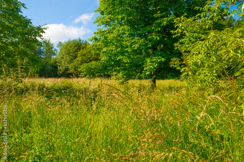 Fototapeta premium Lush green foliage of trees in a grassy field of a forest in sunlight in spring
