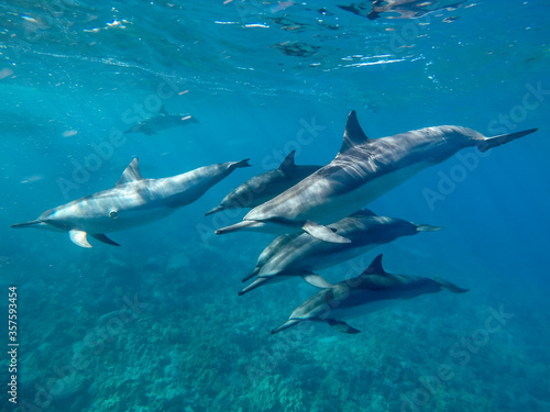 Hawaiian spinner dolphins off the Kona coast, Big Island, Hawaii. © wildestanimal