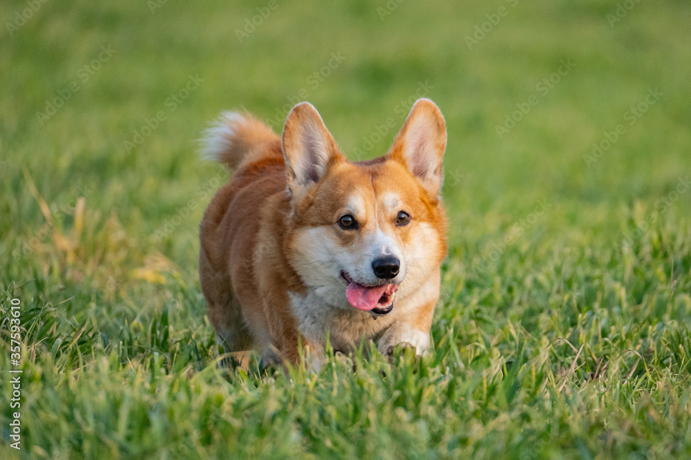 Funny corgi play on the green grass