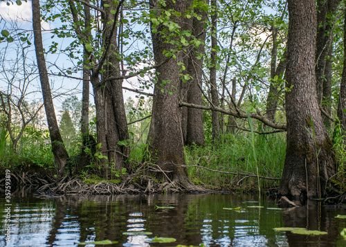 landscape with old tree trunks in the water, abstract reflections in the water