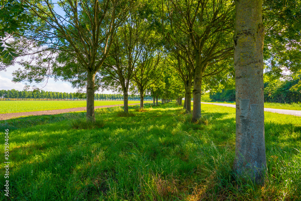 Lush green foliage of trees in a grassy field of a forest in sunlight in spring