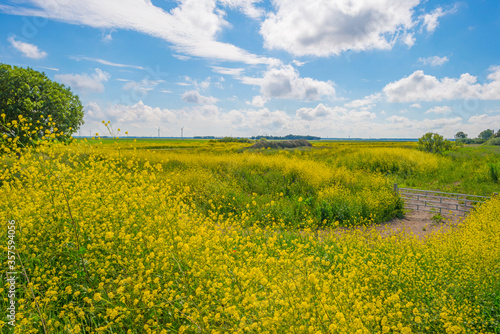 Yellow wild flowers blooming in a rural area below a blue sky in sunlight in spring