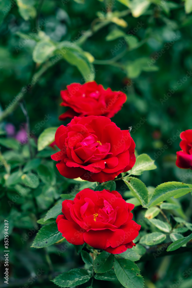 Bush of small roses close up