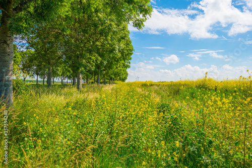 Yellow wild flowers blooming in a rural area below a blue sky in sunlight in spring