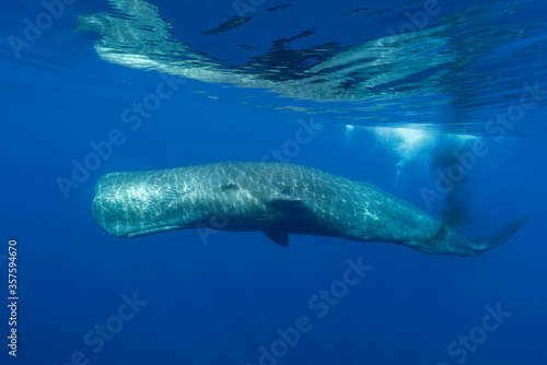 Sperm whale defecating near the surface, Ligurian Sea, Mediterranean, Italy. photo