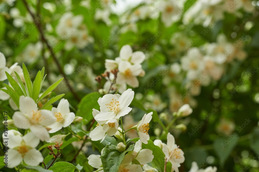 Flowering shrub of Philadelphus in the garden. Flowering shrub of Philadelphus in the garden.