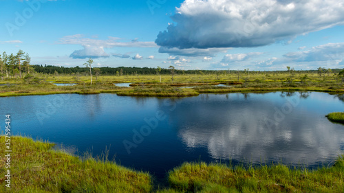 Scenic landscape with blue bog lakes surrounded by small pines and birches and green mosses on a summer day with blue skies and.white cumulus clouds, reflections in dark swamp water