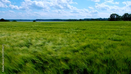 Wheat field with ears swaying in the wind