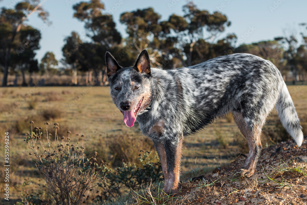 Australian Cattle Dog  (Blue heeler) full length portrait outdoors standing on a mount looking at the camera mouth open