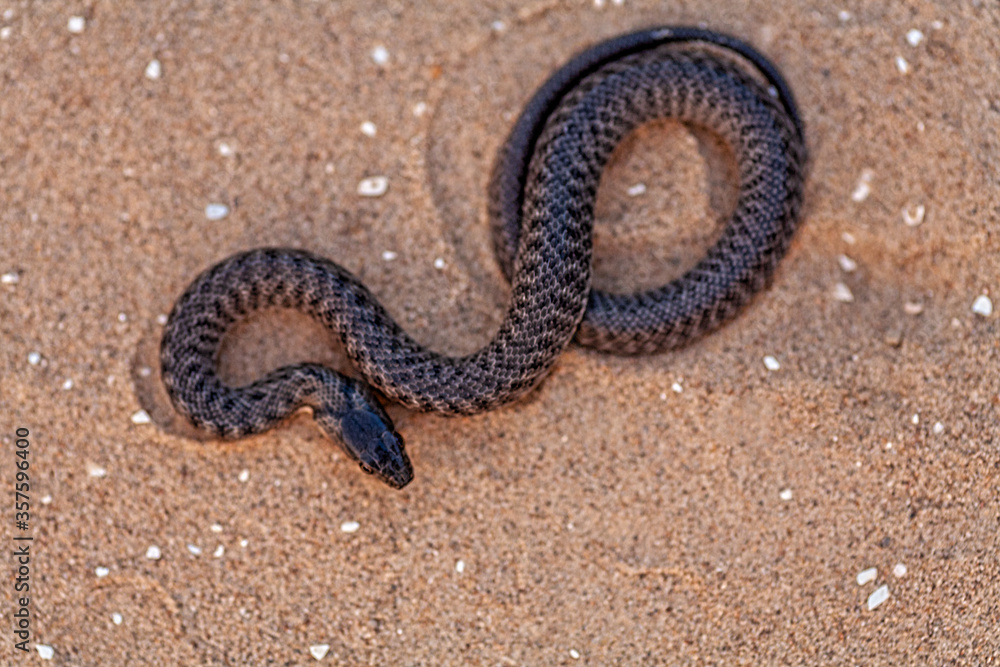 Fototapeta premium Grass snake is coiling on sand above view, copyspace