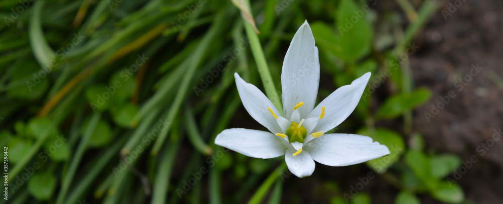 Fototapeta premium Flowers in the rain