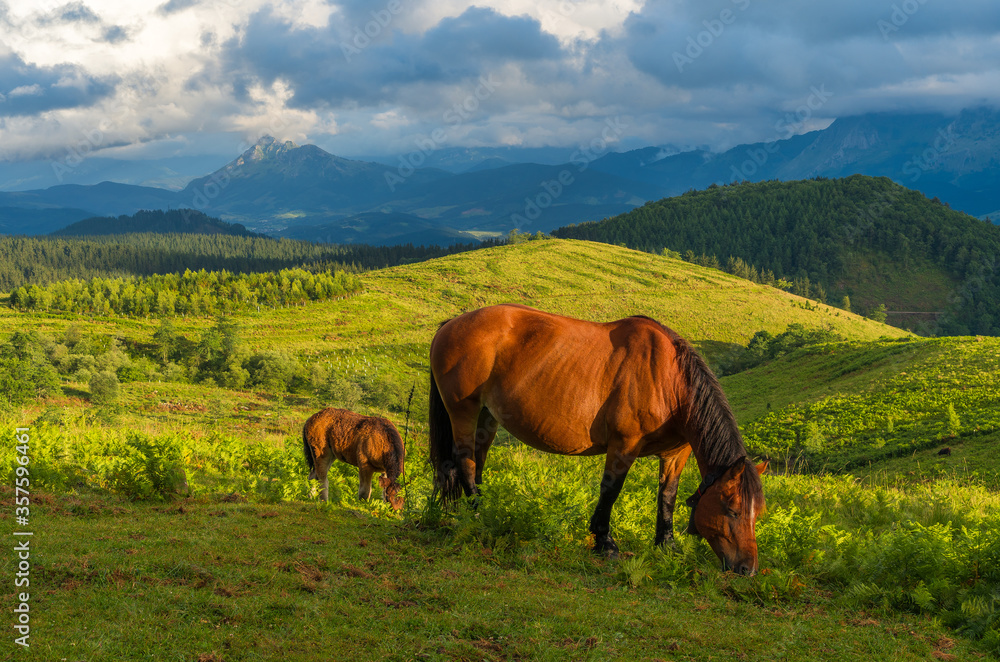Two horses in mountain Oiz, Basque Country