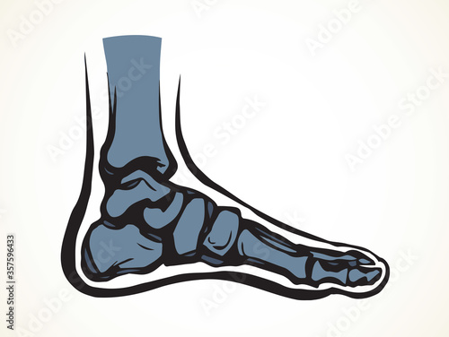 Bones of the foot. Vector drawing