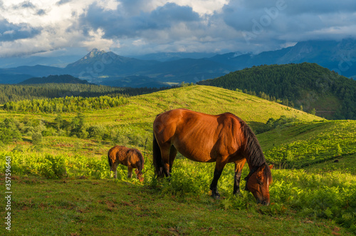 Two horses in mountain Oiz, Basque Country © AcasPhotography