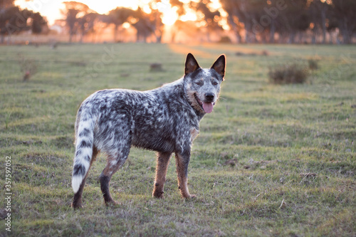 Australian Cattle Dog  (Blue heeler) standing in the field at sunset looking at the camera mouth open