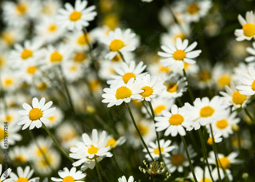 White field camomile in summer sunshine White field camomile in summer sunshine