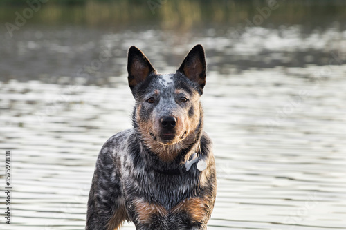 Australian Cattle Dog (Blue heeler) standing in the water of a dam closeup looking at the camera