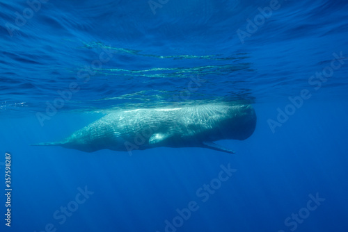 Sperm whale swimming with it's mouth open during the summer for cooling, Ligurian Sea, Mediterranean, Italy.