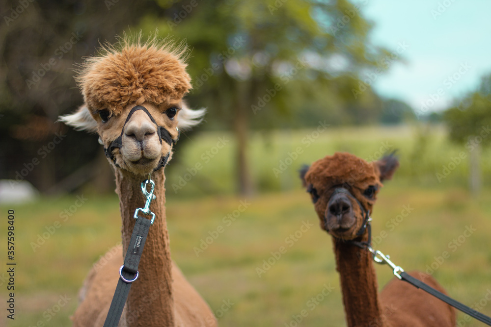 Fototapeta premium Alpaka Mutter mit ihrem Kind. Alpakas an Leinen auf Bauernhof.