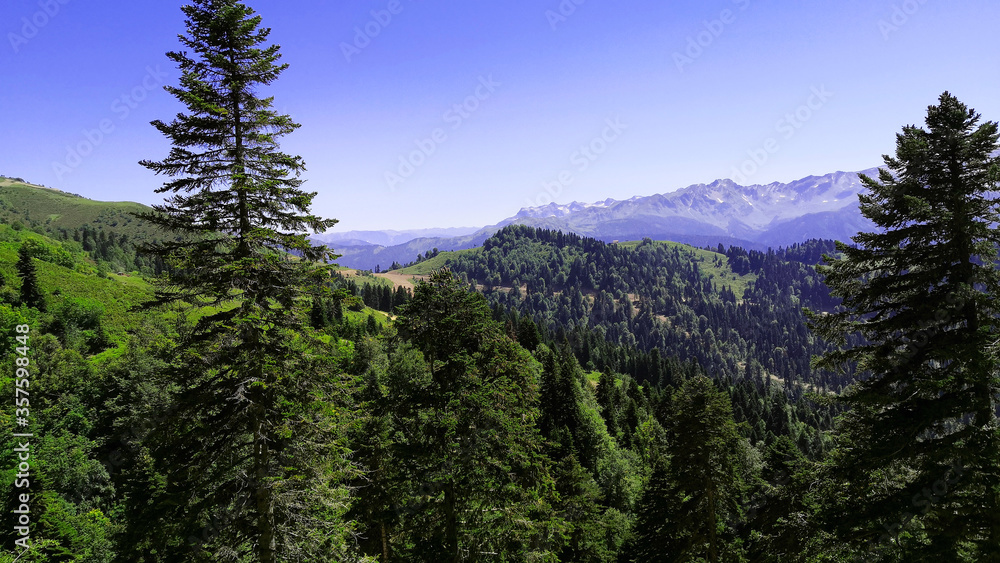 Bright green fir trees grow against the background of mountains and blue sky