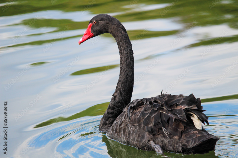 Fototapeta premium Closeup of a black swan in the lake