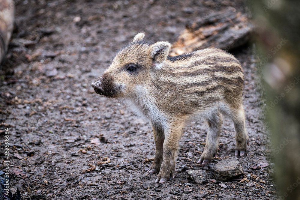 Wildschweine ( Sus scrofa ), Wildschweine ( Sus scrofa ),