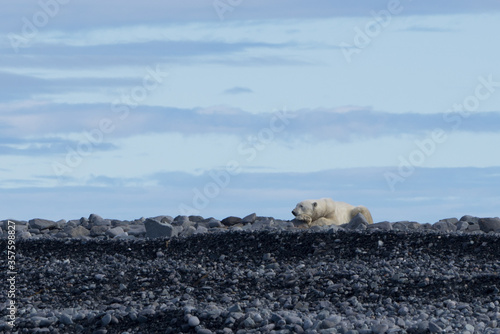 A polar bear lying on a tiny island North of Svalbard. This bear is waiting for the ice to come back.