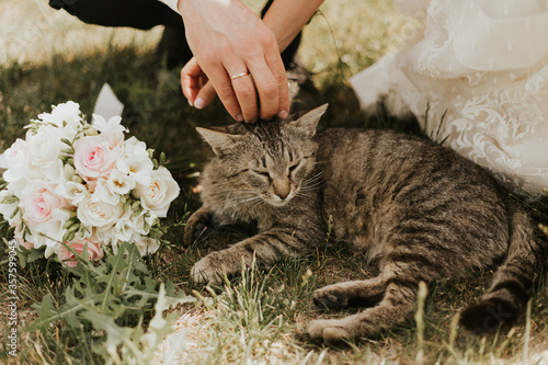 Fotografia, Obraz bride and groom stroking a cat