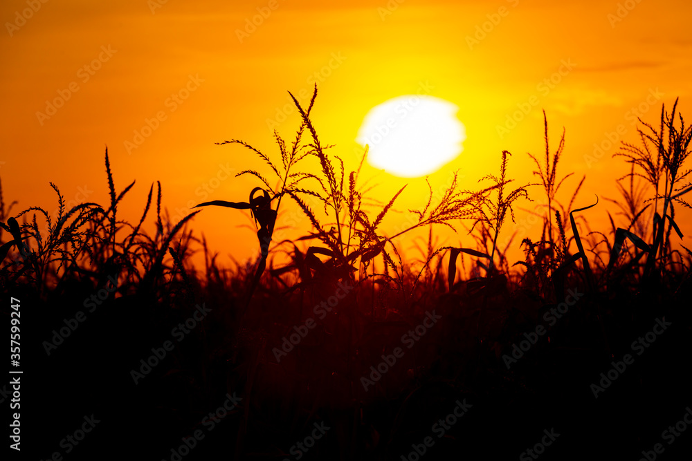 Obraz premium Silhouette of corn during sunset 