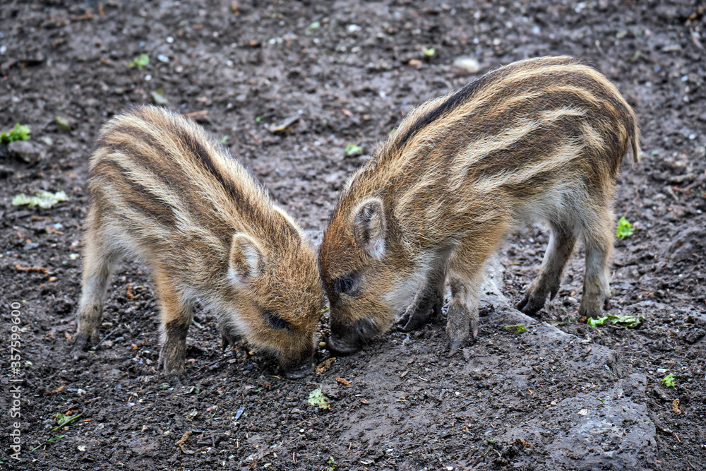 Wildschweine ( Sus scrofa ),