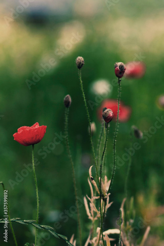 Poppies © Marko Rijnsburger