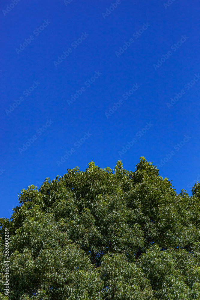 Obraz premium 真夏の青空と緑(９月)