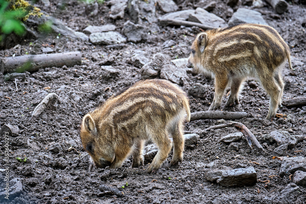 Wildschweine ( Sus scrofa ), Wildschweine ( Sus scrofa ),