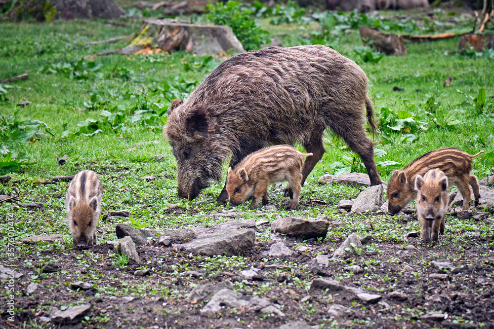 Fototapeta premium Wildschweine ( Sus scrofa ),
