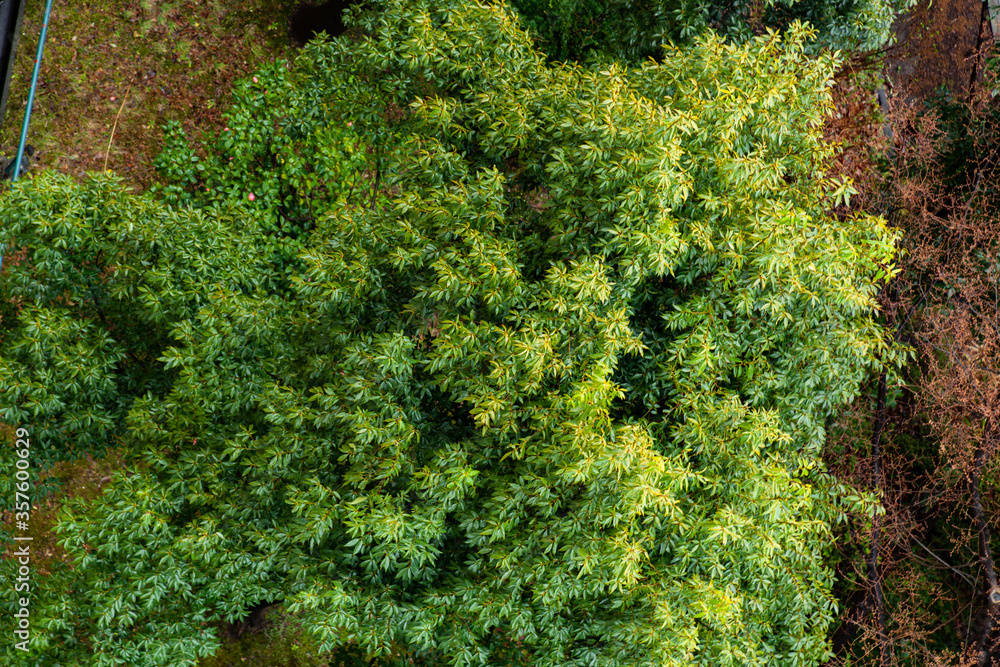 Naklejka premium 俯瞰で見た木々(3月)